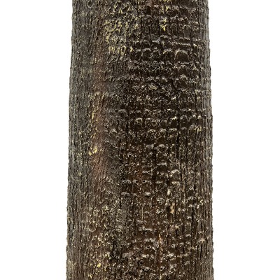 GloboStar® Artificial Garden PLANT PALM TREE 21056 Διακοσμητικό Δέντρο Φοίνικα  Φ240 x Υ500cm