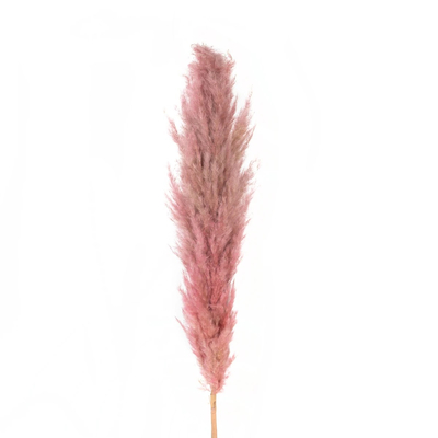 GloboStar® Artificial Garden PAMPAS GRASS 21218 Αποξηραμένο Διακοσμητικό Γρασίδι Πάμπας Μ10 x Π10 x Υ150cm