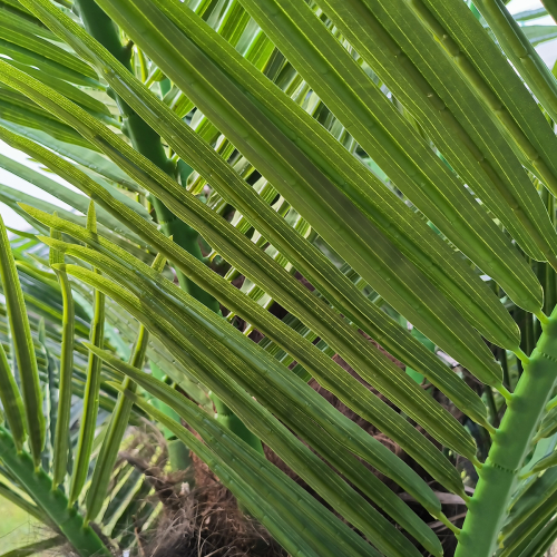 GloboStar® Artificial Garden PHOENIX ROEBELENII PALM TREE 20596 Τεχνητό Διακοσμητικό Φυτό Φοινικόδεντρο Ρομπελίνι Εξωτερικού Χώρου IP68 UV Certified Protection Υ500cm