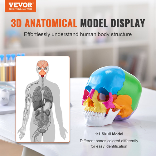 VEVOR Human Skull Model, 22 Parts Human Skull Anatomy, Βαμμένο σε φυσικό μέγεθος μοντέλο κρανίου ανατομίας, PVC Anatomical Skull, Detachable Learning Skull Model, for Professional Teaching, Research and Learning