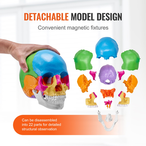 VEVOR Human Skull Model, 22 Parts Human Skull Anatomy, Βαμμένο σε φυσικό μέγεθος μοντέλο κρανίου ανατομίας, PVC Anatomical Skull, Detachable Learning Skull Model, for Professional Teaching, Research and Learning