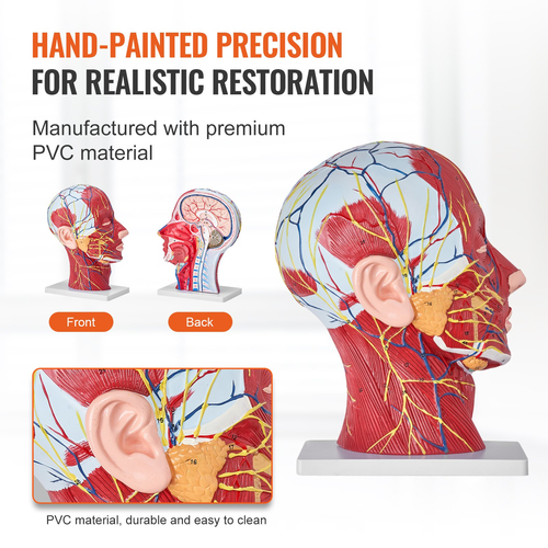 VEVOR Human Half Head Surfacial Neurovascular Model with Musculature, 1:1 Φυσικό Μέγεθος Ανατομικό Μοντέλο Κεφαλής Αυχένα Κρανίο και Εγκέφαλος για Εκμάθηση Επαγγελματικής Εκπαίδευσης, Εκπαίδευση Εκμάθησης για παιδιά