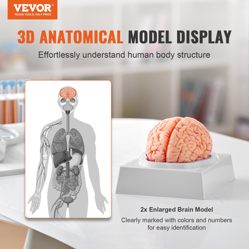 VEVOR Human Brain Model Anatomy, Ανατομικό μοντέλο ανθρώπινου εγκεφάλου 1:1 φυσικού μεγέθους 9-τμημάτων με ετικέτες &amp; βάση προβολής, αποσπώμενο μοντέλο εγκεφάλου για επιστημονική έρευνα Διδασκαλία Μάθηση Οθόνη Μελέτη στην τάξη