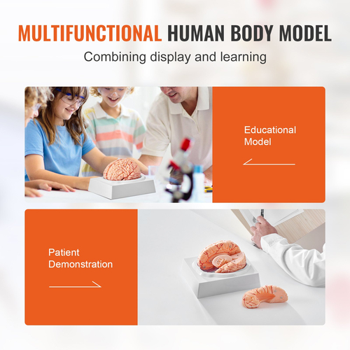 VEVOR Human Brain Model Anatomy, Ανατομικό μοντέλο ανθρώπινου εγκεφάλου 1:1 φυσικού μεγέθους 9-τμημάτων με ετικέτες &amp; βάση προβολής, αποσπώμενο μοντέλο εγκεφάλου για επιστημονική έρευνα Διδασκαλία Μάθηση Οθόνη Μελέτη στην τάξη