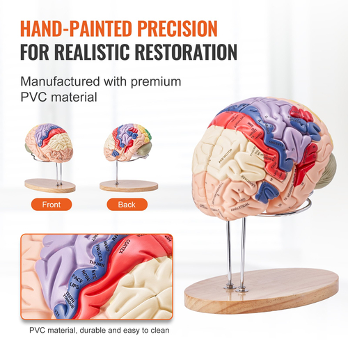 VEVOR Human Brain Model Anatomy, 2X Ανατομικό μοντέλο ανθρώπινου εγκεφάλου 4 τμημάτων σε φυσικό μέγεθος με ετικέτες &amp; βάση προβολής, έγχρωμο αποσπώμενο μοντέλο εγκεφάλου για επιστημονική έρευνα Διδασκαλία Εκμάθηση Μελέτη Προβολή