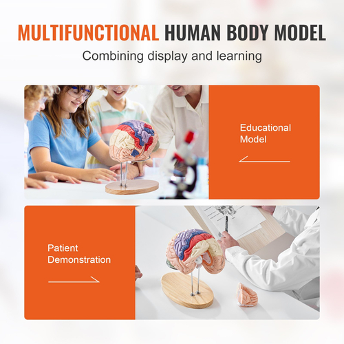 VEVOR Human Brain Model Anatomy, 2X Ανατομικό μοντέλο ανθρώπινου εγκεφάλου 4 τμημάτων σε φυσικό μέγεθος με ετικέτες &amp; βάση προβολής, έγχρωμο αποσπώμενο μοντέλο εγκεφάλου για επιστημονική έρευνα Διδασκαλία Εκμάθηση Μελέτη Προβολή