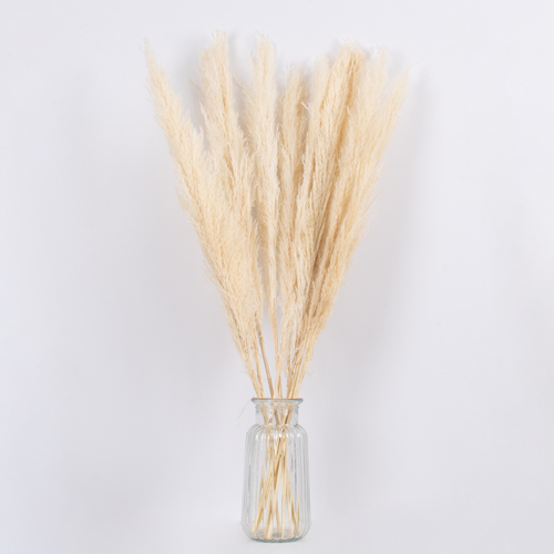 GloboStar® PAMPASGRASS 36507 Αποξηραμένο Φυτό Γρασίδι της Πάμπας - Μπουκέτο Διακοσμητικών Κλαδιών Μπεζ - Εκρού Υ80cm GloboStar® PAMPASGRASS 36507 Αποξηραμένο Φυτό Γρασίδι της Πάμπας - Μπουκέτο Διακοσμητικών Κλαδιών Μπεζ - Εκρού Υ80cm