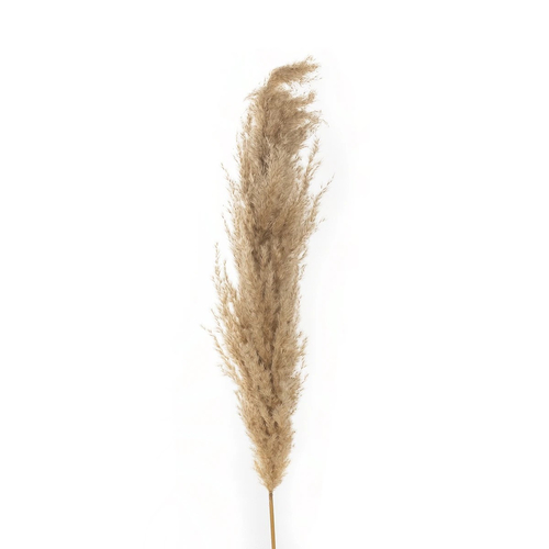 GloboStar® Artificial Garden PAMPAS GRASS 21217 Αποξηραμένο Διακοσμητικό Γρασίδι Πάμπας Μ10 x Π10 x Υ150cm