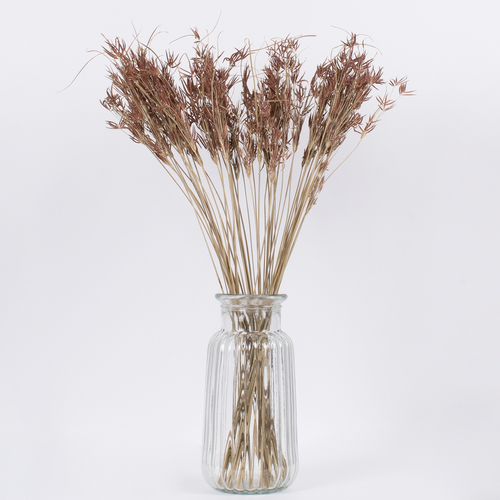 GloboStar® CYPERUS 36500 Αποξηραμένο Φυτό Κύπειρος - Μπουκέτο Διακοσμητικών Κλαδιών Μπεζ - Καφέ Υ60cm - Σετ 50 τμχ