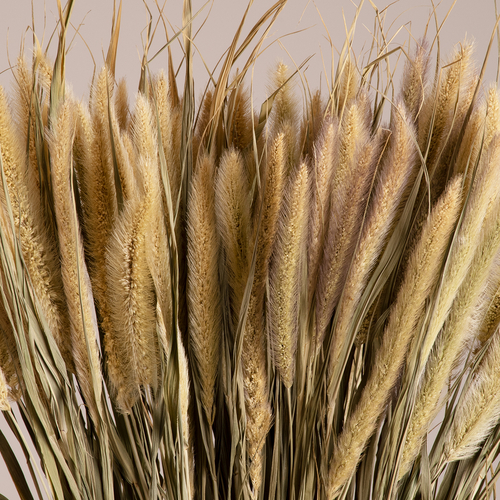 GloboStar® PENNISETUM 36503 Αποξηραμένο Φυτό Πεννήσιο - Μπουκέτο Διακοσμητικών Κλαδιών Μπεζ - Πράσινο Υ60cm - Σετ 100 τμχ