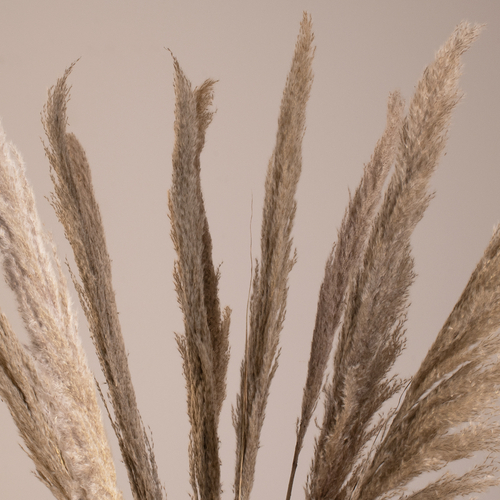 GloboStar® PAMPASGRASS 36512 Αποξηραμένο Φυτό Γρασίδι της Πάμπας - Μπουκέτο Διακοσμητικών Κλαδιών Καφέ - Γκρι Υ100cm - Σετ 10 τμχ