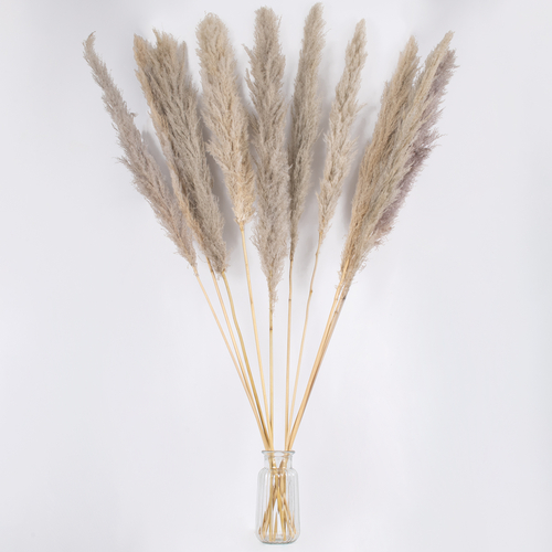 GLOBOSTAR® PAMPASGRASS 36514 Αποξηραμένο Διακοσμητικό Μπουκέτο Γρασίδι της Πάμπας - Καφέ - Μ20 x Π20 x Υ150cm - Πακέτο 5 Τεμαχίων
