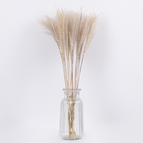 GLOBOSTAR® MISCANTHUS 36535 Αποξηραμένο Διακοσμητικό Μπουκέτο Μίσχανθος - Μπεζ - Μ20 x Π20 x Υ60cm - Πακέτο 20 Τεμαχίων