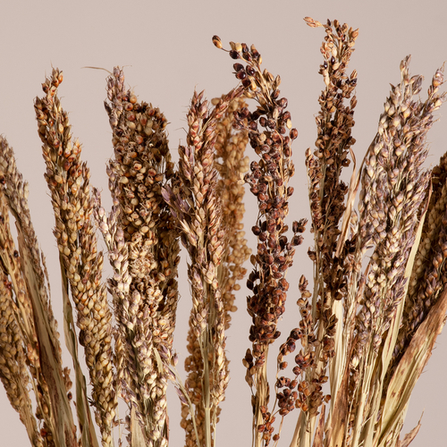 GloboStar® BROOMCORN 36540 Αποξηραμένο Φυτό Γλυκό Σόργο - Μπουκέτο Διακοσμητικών Κλαδιών Μπεζ - Καφέ Υ60cm - Σετ 20 τμχ