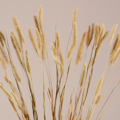GloboStar® FOUNTAINGRASS 36542 Αποξηραμένο Φυτό Πεννίζετο - Μπουκέτο Διακοσμητικών Κλαδιών Μπεζ - Πράσινο Υ60cm - Σετ 50 τμχ