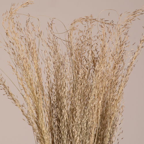 GloboStar® SILVERHAIRGRASS 36545 Αποξηραμένο Φυτό Ασημένια Χλόη - Μπουκέτο Διακοσμητικών Κλαδιών Μπεζ Υ60cm - Σετ 100 τμχ