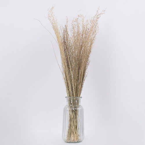 GloboStar® SILVERHAIRGRASS 36545 Αποξηραμένο Φυτό Ασημένια Χλόη - Μπουκέτο Διακοσμητικών Κλαδιών Μπεζ Υ60cm - Σετ 100 τμχ
