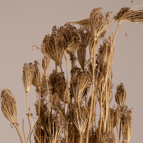 GloboStar® WILDCARROT 36547 Αποξηραμένο Φυτό Άγριο Καρότο - Μπουκέτο Διακοσμητικών Κλαδιών Μπεζ Υ80cm - Σετ 10 τμχ