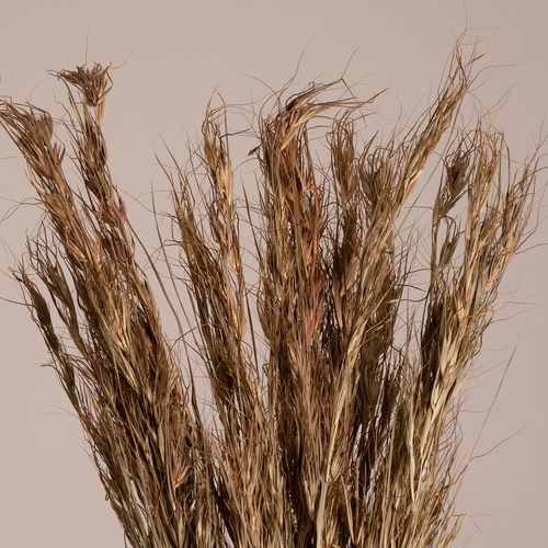 GloboStar® COLATAI 36549 Αποξηραμένο Φυτό Εράγρωστις - Μπουκέτο Διακοσμητικών Κλαδιών Μπεζ - Καφέ Υ60cm - Σετ 50 τμχ