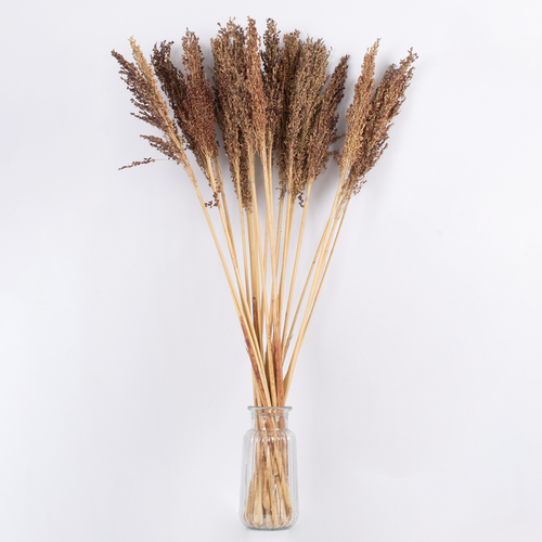 GloboStar® BROOMCORN 36555 Αποξηραμένο Φυτό Γλυκό Σόργο - Μπουκέτο Διακοσμητικών Κλαδιών Καφέ Υ100cm - Σετ 20 τμχ