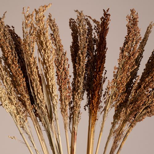 GloboStar® BROOMCORN 36555 Αποξηραμένο Φυτό Γλυκό Σόργο - Μπουκέτο Διακοσμητικών Κλαδιών Καφέ Υ100cm - Σετ 20 τμχ