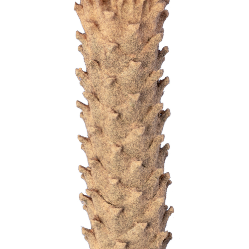 GloboStar® Artificial Garden CYCADS 20023 Τεχνητό Διακοσμητικό Φυτό Αρωματική Κύκας Υ140cm