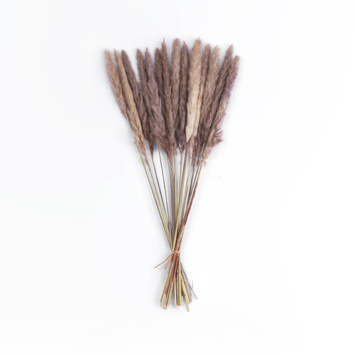 GloboStar® Artificial Garden REAL DRIED BROWN PAMPAS GRASS BUNCH 21215 Αποξηραμένο Διακοσμητικό Μπουκέτο Pampas Kάφε Y50cm - Σετ 15 τμχ