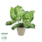 GloboStar® Artificial Garden DIEFFENBACHIA POTTED PLANT 20897 Διακοσμητικό Φυτό Διφενμπάχια Φ40 x Υ33cm