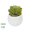GloboStar® Artificial Garden SUCCULENT ECHEVERIA POTTED PLANT 20991 Διακοσμητικό Φυτό Εχεβέρια Φ6 x Υ8,5cm